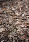 Gastrodia lacista - Bell Orchid, Potato Orchid