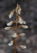 Gastrodia lacista - Bell Orchid, Potato Orchid