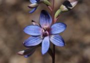 Thelymitra latiloba - wandoo Sun Orchid