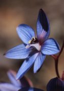 Thelymitra latiloba - wandoo Sun Orchid
