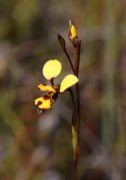 Diuris laxiflora - Bee Orchid