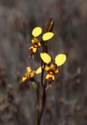 Diuris laxiflora - Bee Orchid