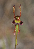 Leporella Hare Orchid
