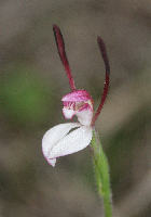 Leptoceras Rabbit Orchid