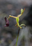 Drakaea livida - Warty Hammer Orchid
