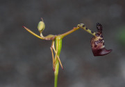 Drakaea livida - Warty Hammer Orchid