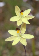 Thelymitra antennifera, flexuosa - Lemon and Twisted Sun Orchids