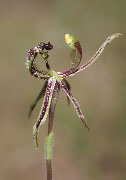 Caladenia barbarossa, mesocera, drakeoides - Dragon Orchids