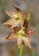 Thelymitra benthamiana, fuscolutea - Leopard and Chestnut Sun Orchids