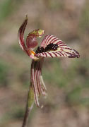 Caladenia cairnsiana, pachychila - Zebra Orchids