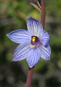 Thelymitra campanulata, canaliculata, latiloba - Striped Blue Sun Orchids
