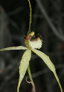 Caladenia citrina - Margaret River Spider Orchid