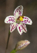 Thelymitra cucullata - Swamp Sun Orchid