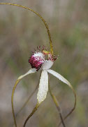 Caladenia excelsa - Giant Spider Orchid