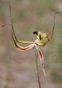 Caladenia falcata, integra, attingens, lobata - Green Spider Orchid Group