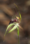 Caladenia graminifolia - Grass-leafed Spider Orchid