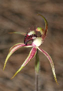 Caladenia graniticola, hoffmanii - Pingaring and Hoffman's Spider Orchids