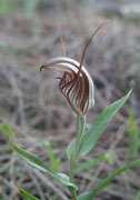 Pterostylis hamiltonii, aspera, rogersii and scabra - Shell Orchids