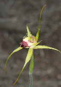 Caladenia infundibularis, granitora - Funnel Web Spider Orchids