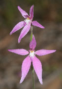 Caladenia latifolia, reptans, nana - Pink Fairy and Pink Fan Orchids