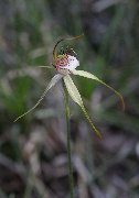 Caladenia leucochila - Collie Spider