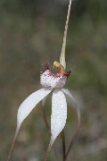 Caladenia longicauda, speciosa, splendens, christineae - White Spider Orchids
