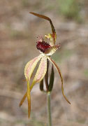 Caladenia longiclavata, arrecta, rhomboideformis, ensata - Clubbed Spider Orchids