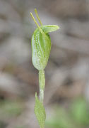 Pterostylis nana and related - Snail Orchids