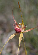 Caladenia pectinata, heberleana, brownii - King Heberle and Karri Spider Orchids