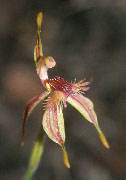 Caladenia plicata - Crab-lipped Spider Orchid