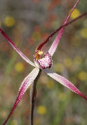 Caladenia polychroma, vulgata - Joseph and Common Spider Orchids