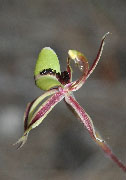Caladenia roei, doutchaie, cristata, brevisura - Crested Spider Orchids