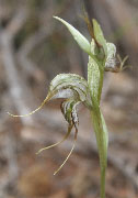 Pterostylis picta, spathulata, frenchii and related - Rufous Greenhoods