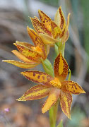 Thelymitra stellata, yorkensis, magnifica - Star and Bronze Orchids