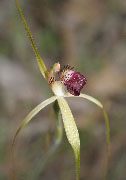 Caladenia uliginosa - Darting Spider Orchid