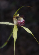 Caladenia viridescens - Dunsborough Spider Orchid