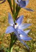 Thelymitra macrophylla - Scented Sun Orchid