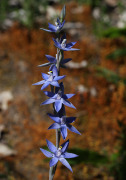Thelymitra macrophylla - Scented Sun orchid