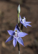 Thelymitra macrophylla - Scented Sun orchid