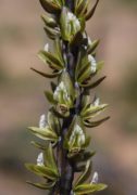 Prasophyllum macrotys - Inland Leek Orchid