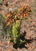 Thelymitra magnifica - Crystal Brook Star Orchid