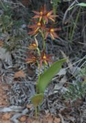 Thelymitra magnifica - Crystal Brook Star Orchid