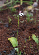 Leptoceras menziesii - Rabbit Orchid