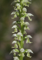 Microtis Mignonette Orchids