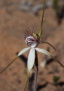 Caladenia longicauda subsp. minima - Chapman Valley Spider Orchid
