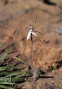 Caladenia longicauda subsp. minima - Chapman Valley Spider Orchid