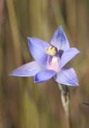 Thelymitra mucida - Plum Orchid
