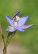 Thelymitra mucida - Plum Orchid
