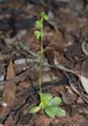 Pterostylis mutica - Midget Greenhood