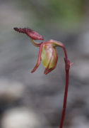 Paracaleana nigrita - Flying Duck Orchid